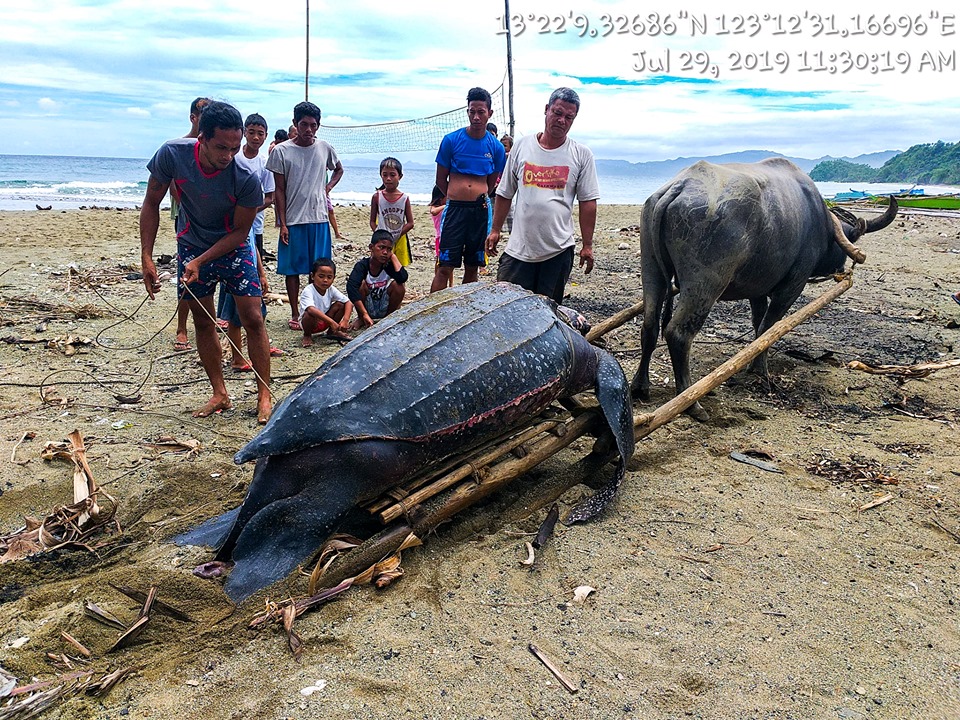 leatherback